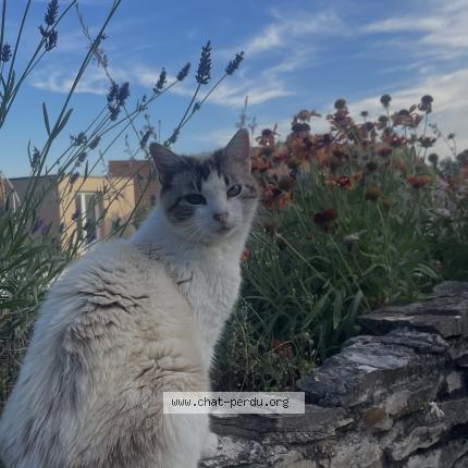 Foto 1/1 Mimi Chat perdido en Bouvesse quirieu