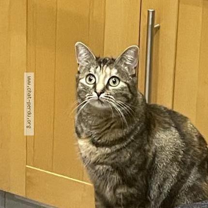 Foto 1/1 Pistache Chat perdido en Molsheim