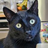 Foto del gato perdido en Marseille