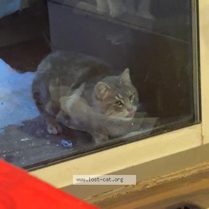 Foto 1/1 Gato encontrado Encontrado en Indian head park