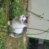 Foto del gato perdido en Saint Lambert La Potherie