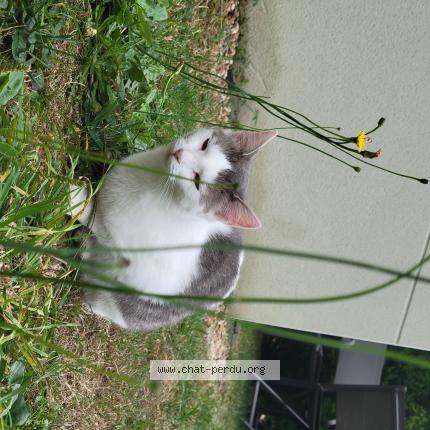 Foto 1/1 Winnie Chat perdido en Saint lambert la potherie