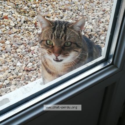 Foto 1/1 Gato encontrado Encontrado en Fauville huest