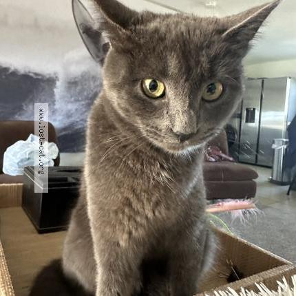 Foto 1/1 Gato encontrado Encontrado en Menifee