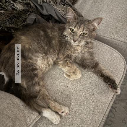 Foto 1/1 Gato encontrado Encontrado en Charlotte