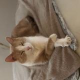 Foto del gato perdido en Boult Sur Suippe