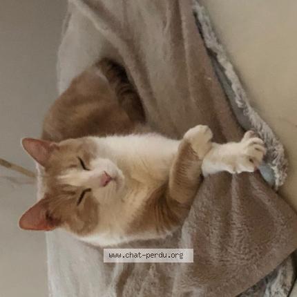 Foto 1/1 P&rsquo;tit biscuit Chat perdido en Boult sur suippe