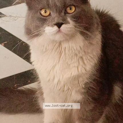 Foto 1/1 Fluffy Chat perdido en Multan