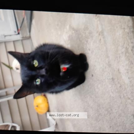 Foto 1/1 Beegie Chat perdido en Kentucky