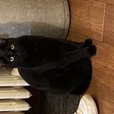 Foto del gato perdido en Noisy Le Grand