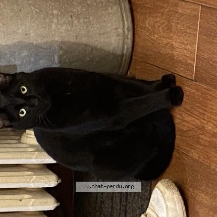 Foto 1/1 Titan Chat perdido en Noisy le grand