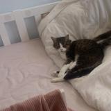 Foto del gato perdido en Libourne