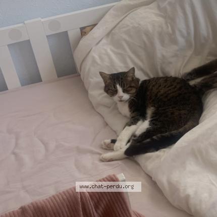 Foto 1/1 Nala Chat perdido en Libourne