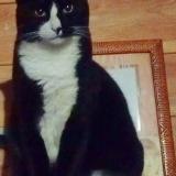 Foto del gato perdido en Saint Andre De Roquepertuis