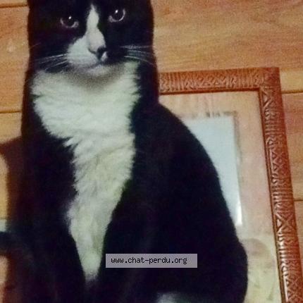 Foto 1/1 Caly Chat perdido en Saint andre de roquepertuis