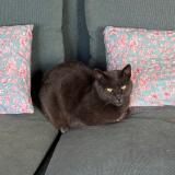 Foto del gato perdido en Plouhinec