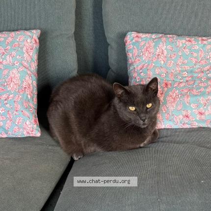 Foto 1/1 Grey Chat perdido en Plouhinec