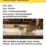 Foto del gato perdido en Charenton Le Pont