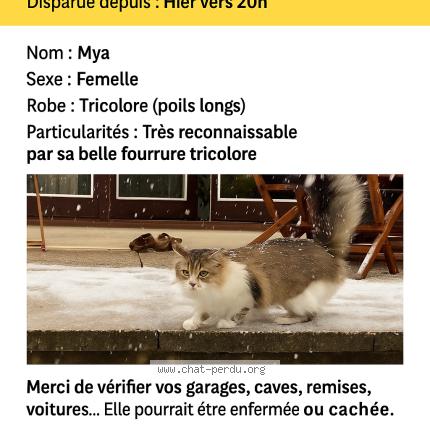Foto 1/1 Mya Chat perdido en Charenton le pont