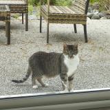 Foto del gato perdido en Saint Germain Les Vergnes