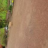 Foto de gato encontrado en Ballon St Mars