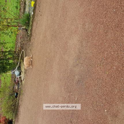 Foto 1/1 Gato encontrado Encontrado en Ballon st mars