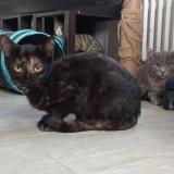 Foto del gato perdido en Guilherand Granges