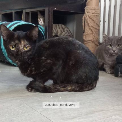 Foto 1/1 Kiwi Chat perdido en Guilherand granges