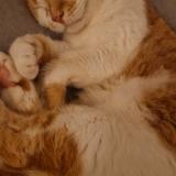 Foto del gato perdido en Brazey En Plaine