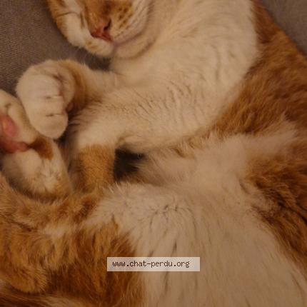 Foto 1/1 Léo Chat perdido en Brazey en plaine