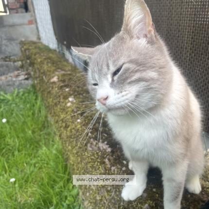 Foto 1/1 Gimli Chat perdido en Hombourg haut