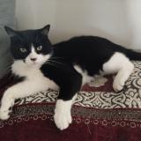 Foto del gato perdido en Vaux