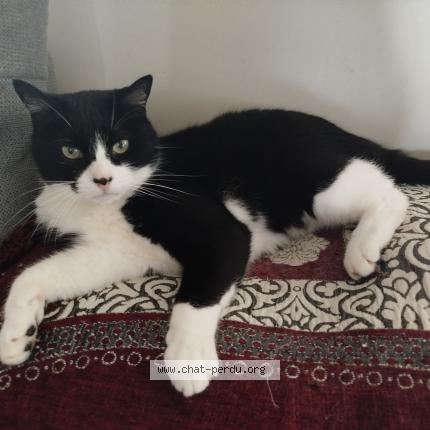 Foto 1/1 Pupuce Chat perdido en Vaux