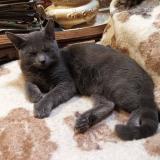 Foto del gato perdido en Sceaux Sur Huisne