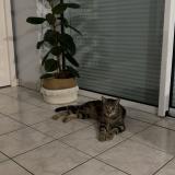 Foto de gato encontrado en Vern D Anjou