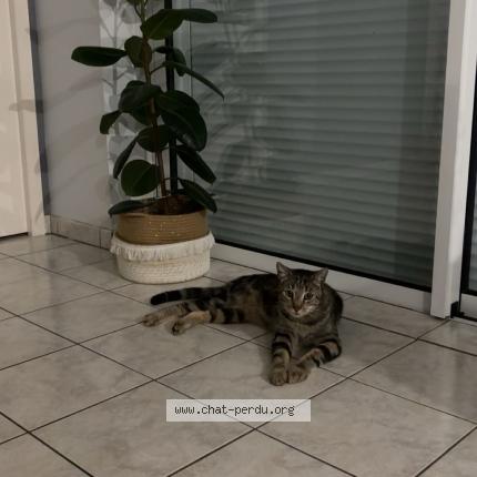 Foto 1/1 Gato encontrado Encontrado en Vern d anjou