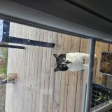 Foto de gato encontrado en Montauban