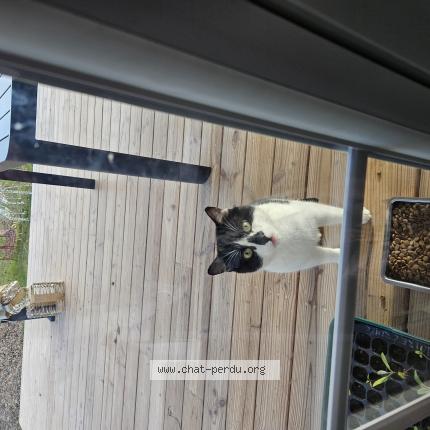 Foto 1/1 Gato encontrado Encontrado en Montauban