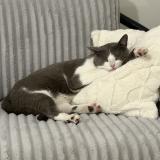 Foto del gato perdido en Savigny Sur Orge