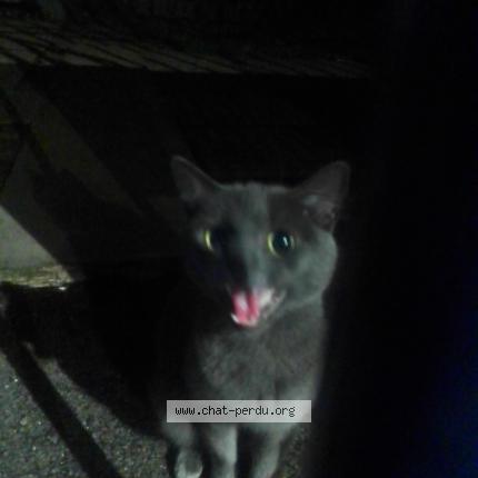 Foto 1/2 Gato encontrado Encontrado en Lille