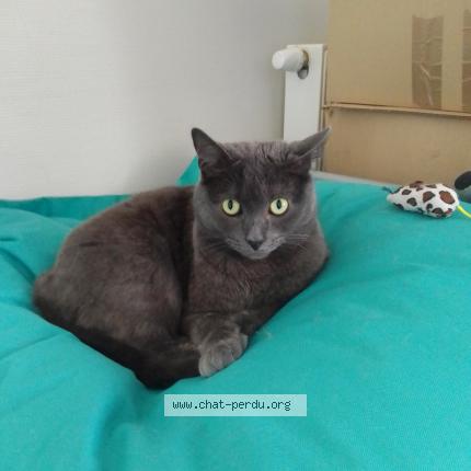 Foto 2/2 Gato encontrado Encontrado en Lille