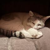 Foto del gato perdido en Chatellerault