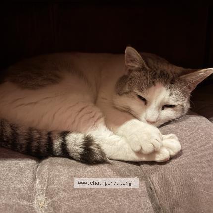 Foto 1/1 Sacha Chat perdido en Chatellerault