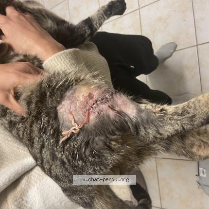 Foto 1/1 Rio Chat perdido en Vitry sur seine