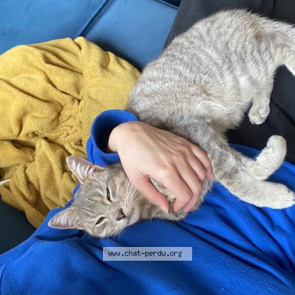 Foto 1/1 Gato encontrado Encontrado en Pamiers