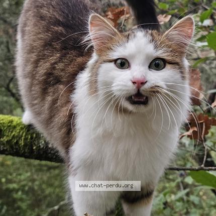 Foto 1/1 Gato encontrado Encontrado en Sorgues