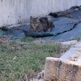 Foto del gato perdido en Saint Front De Pradoux