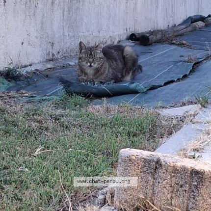Foto 1/2 MILOU Chat perdido en Saint front de pradoux