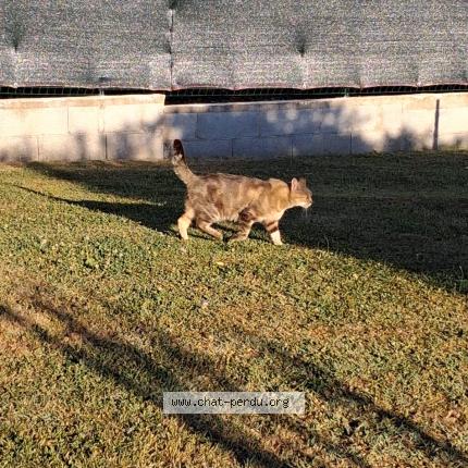 Foto 2/2 MILOU Chat perdido en Saint front de pradoux