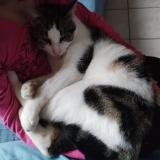 Foto del gato perdido en Parthenay